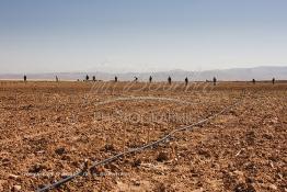 Image du Maroc Professionnelle de  Des ouvriers s'activent à la mise en place d’un système moderne d'arrosage qui laisse passer l’eau petit à petit, dit "goutte à goutte" dans une nouvelle ferme où l’on procède à la plantation d'orangers à Chichaoua, Mardi 27 Février 2007. (Photo / Abdeljalil Bounhar) 